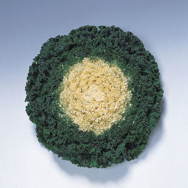 Brassica Kamome F1 White