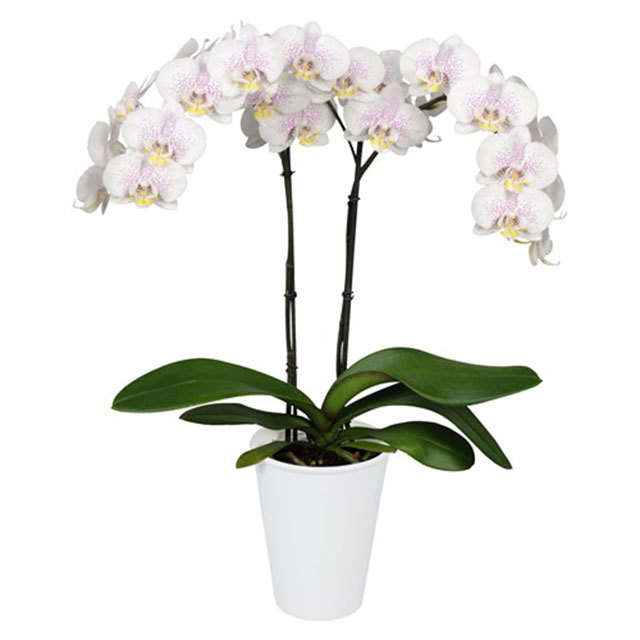 Phalaenopsis Oslo