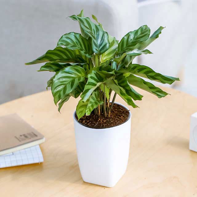 Calathea concinna