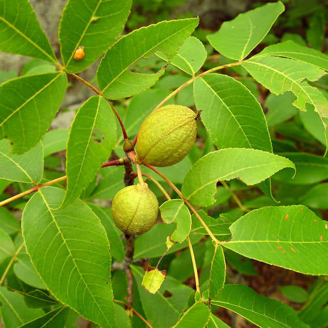 Carya glabra