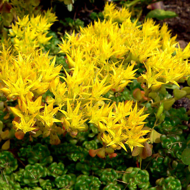 Sedum dasyphyllum Oreganum Fine Webbing