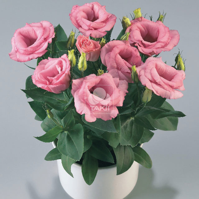 Eustoma Rosie F1 Pink