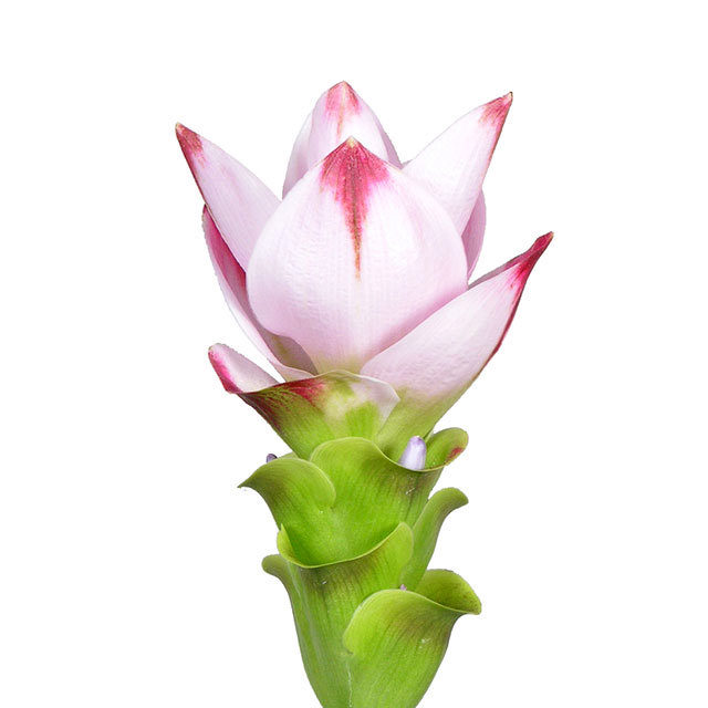 Curcuma Siam Sunrise