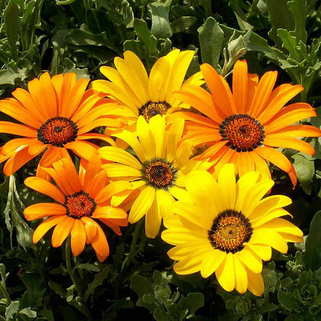 Dimorphotheca aurantiaca