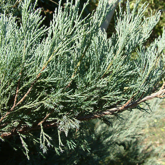 Juniperus chinensis