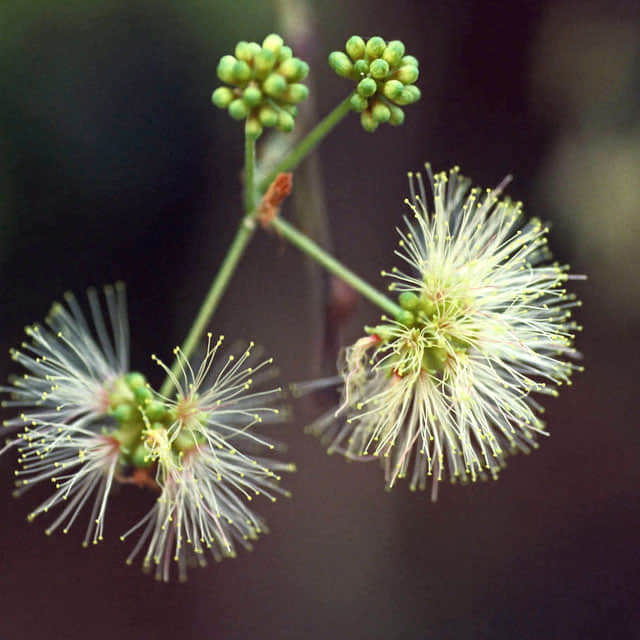 Pithecellobium unguis-cati