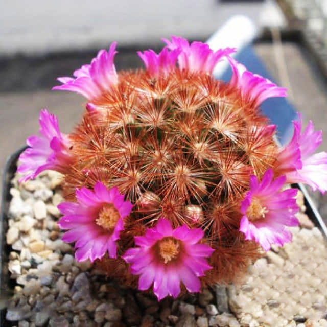 Mammillaria carmenae
