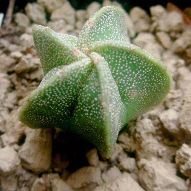 Astrophytum myriostigma