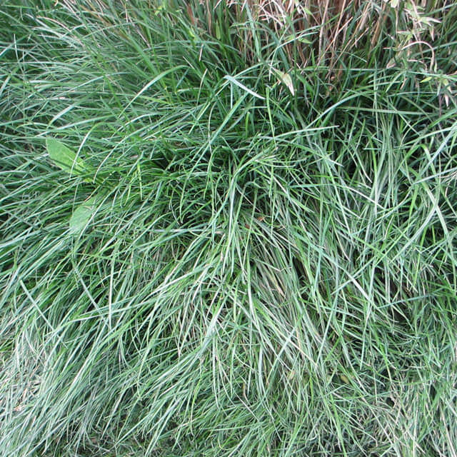 Stenotaphrum helferi
