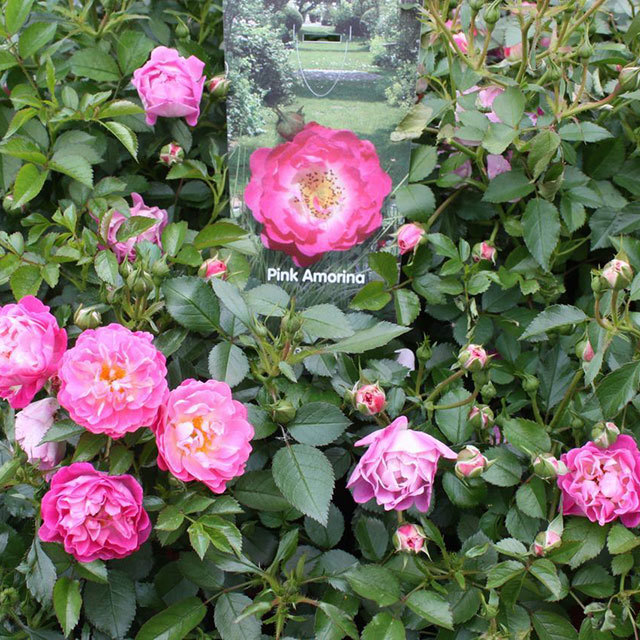 Mini Rose Pink Ricco Amorina Sticky Leaves