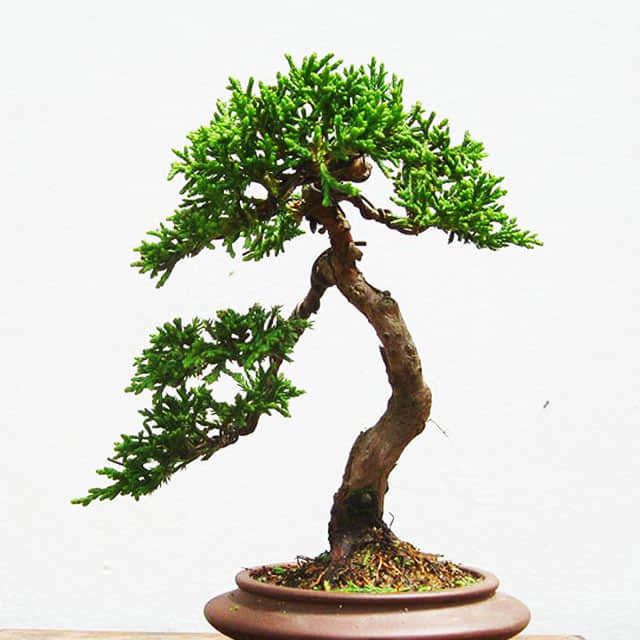 Juniperus