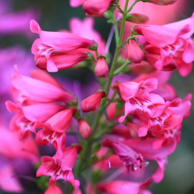 Penstemon campanulatus
