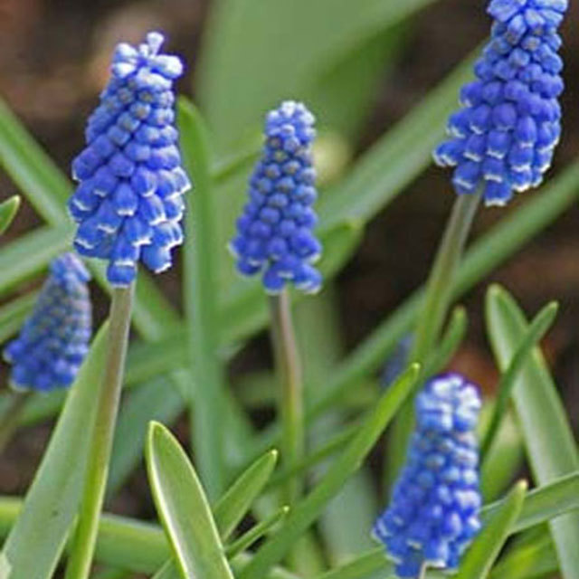 Muscari Bluefields Beauty