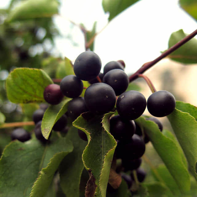 Rubus fruticosus