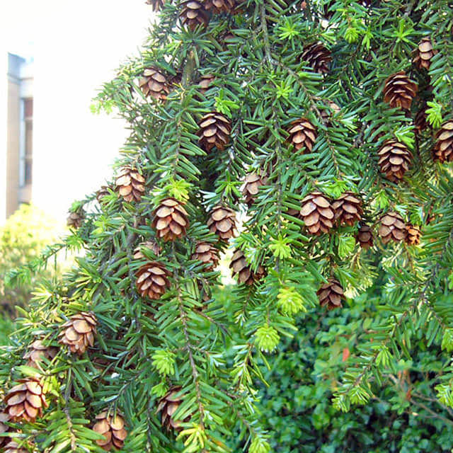 Tsuga heterophylla Brown Leaf Tips