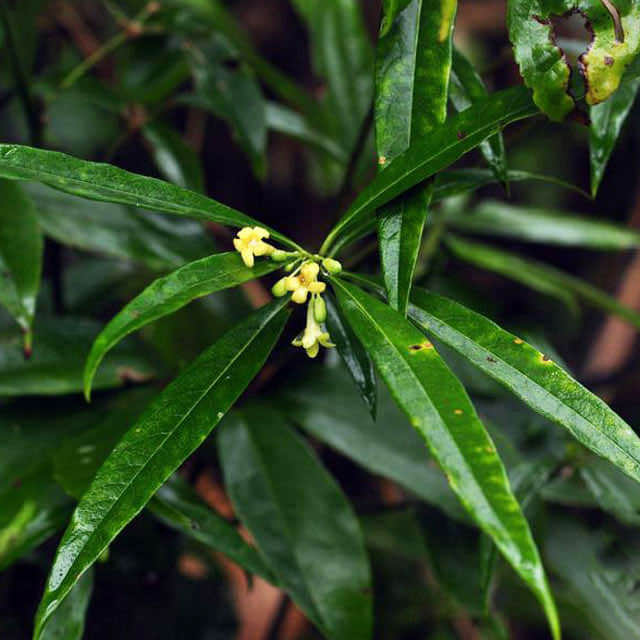 Pittosporum glabratum neriifolium