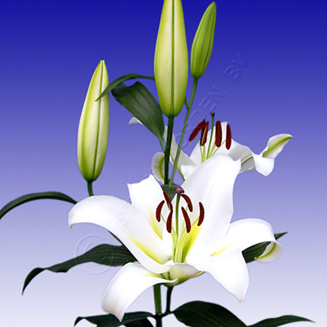 Lilium OT Cocossa Sticky Leaves