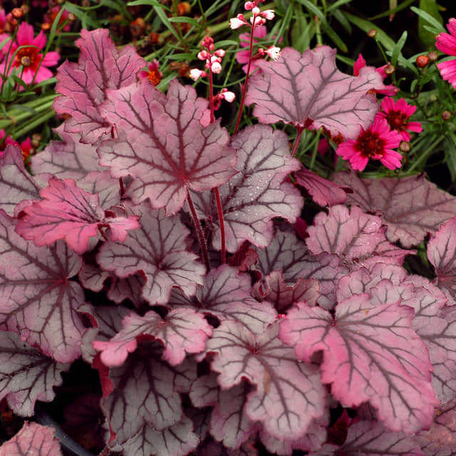 Heuchera americana Ebony & Ivory