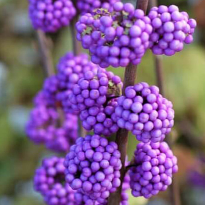 Callicarpa bodinieri Magical Purple Giant