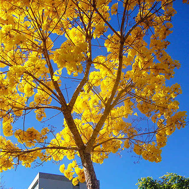 Tabebuia chrysotricha