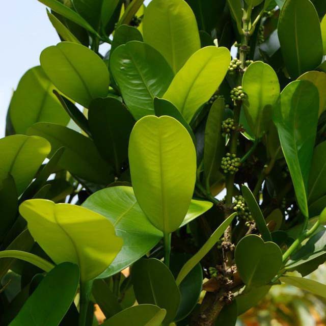 Garcinia subelliptica