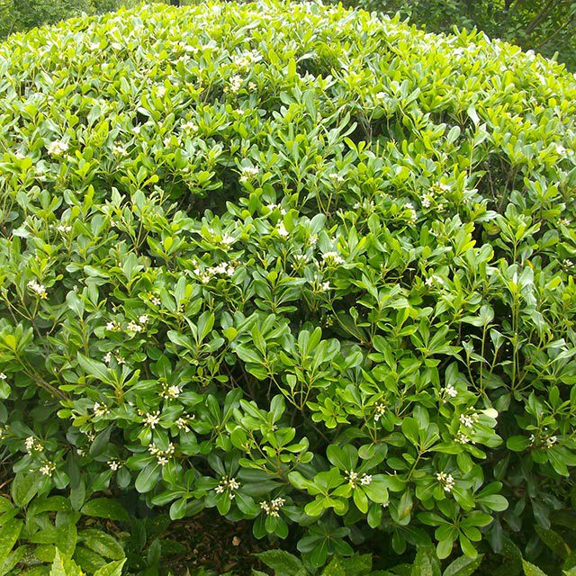Pittosporum tobira