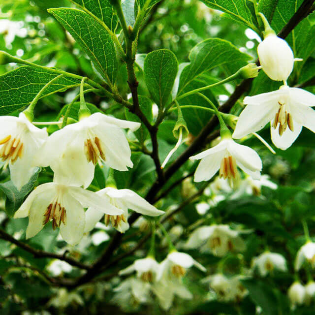 Styrax