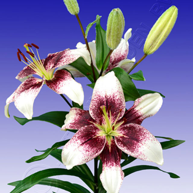 Lilium Tango Capuchino Sudden Leaf Drop