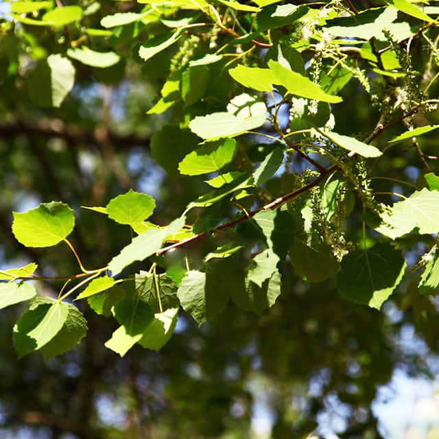 Populus davidiana