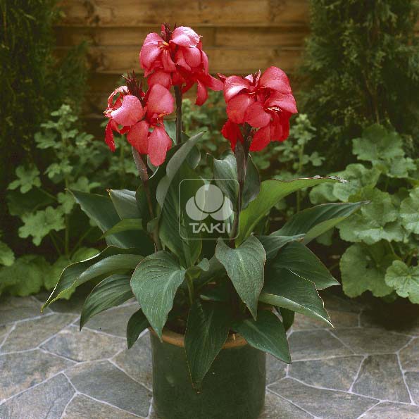 Canna Rose 7106