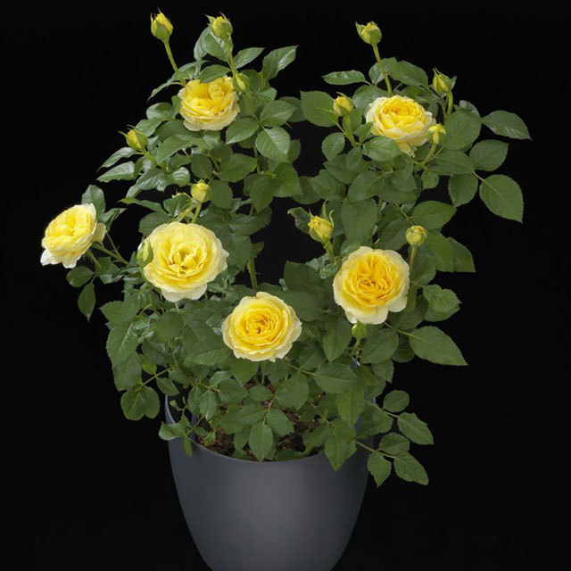 Mini Rose Rosa Terrazza Mars Leggy Stems