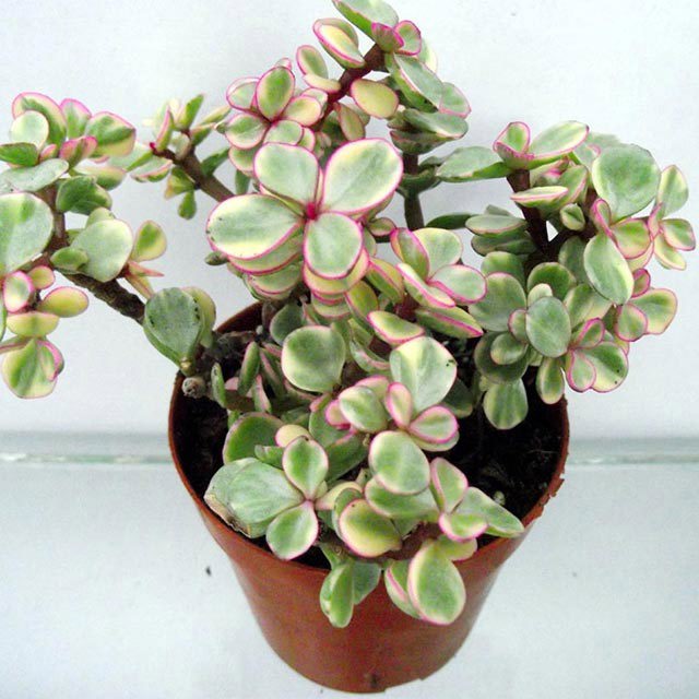 Portulacaria afra variegata