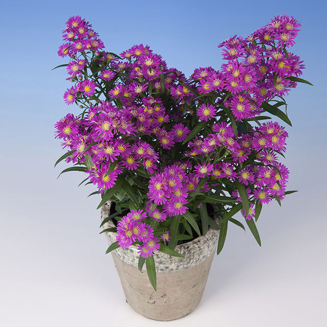 Chrysanthemum Summer Surprise Tropical