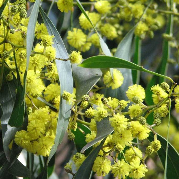 Acacia