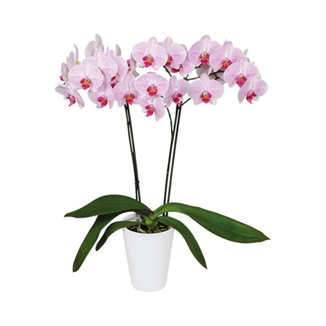 Phalaenopsis Shanghai