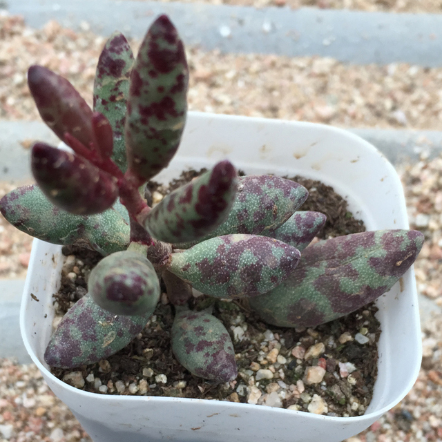 Adromischus maculatus