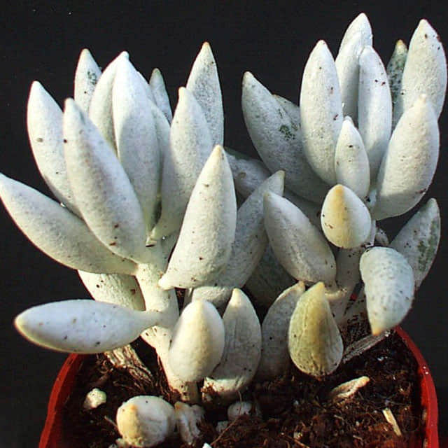 Senecio haworthii