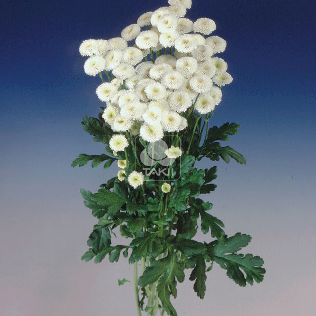 Tanacetum parthenium Virgo