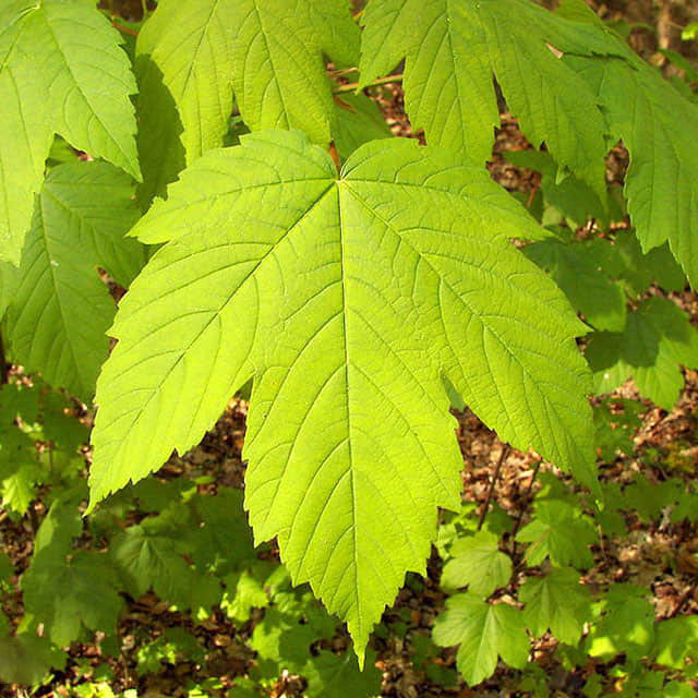 Acer pseudoplatanus