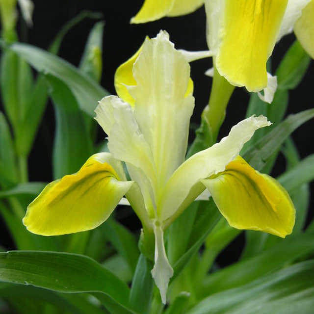 Iris Bucharia