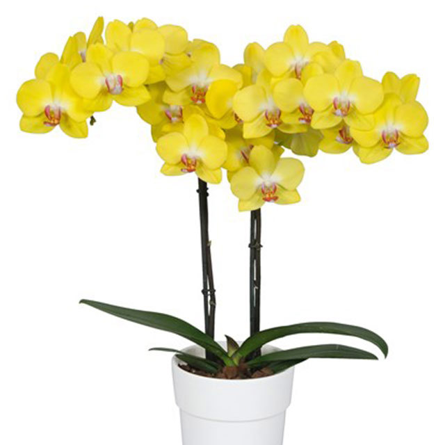 Phalaenopsis Ferla