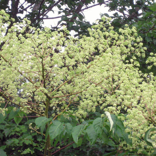 Aralia spinosa