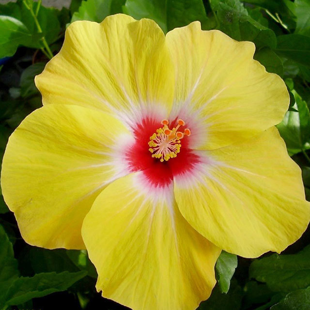 Hibiscus rosa sinensis Cheerleader Yellow Sticky Leaves