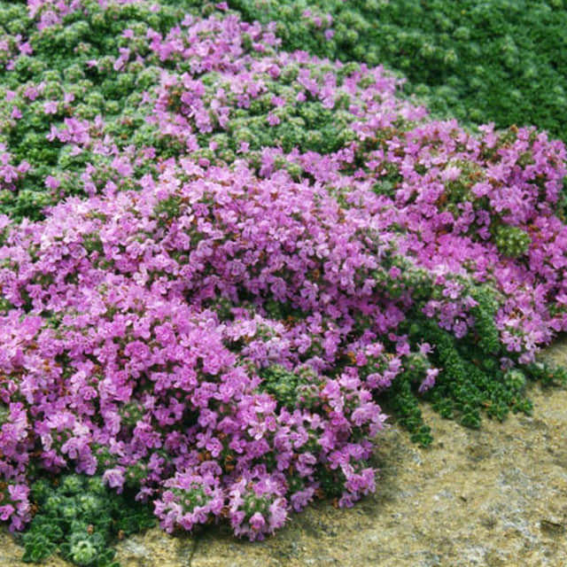 Thymus praecox