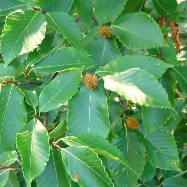 Fagus grandifolia
