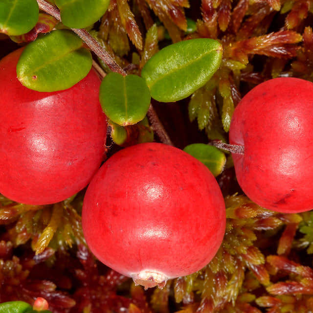 Vaccinium oxycoccus