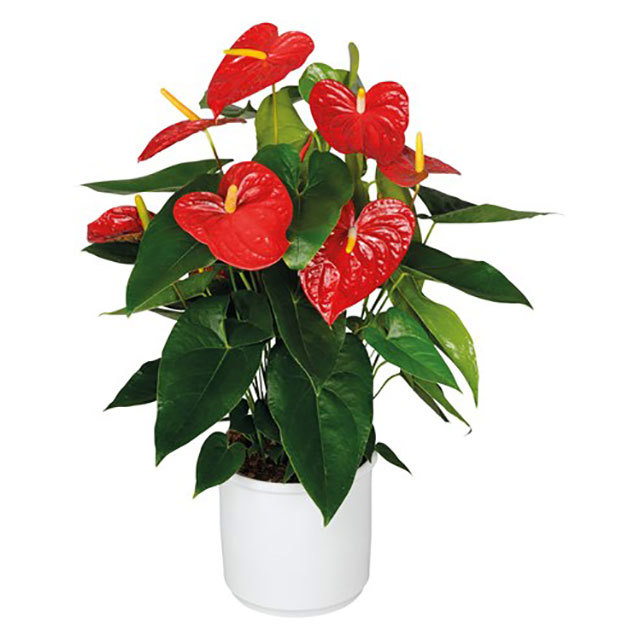 Anthurium andraeanum Dakota Sudden Leaf Drop