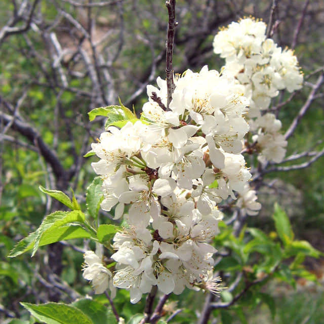 Prunus americana