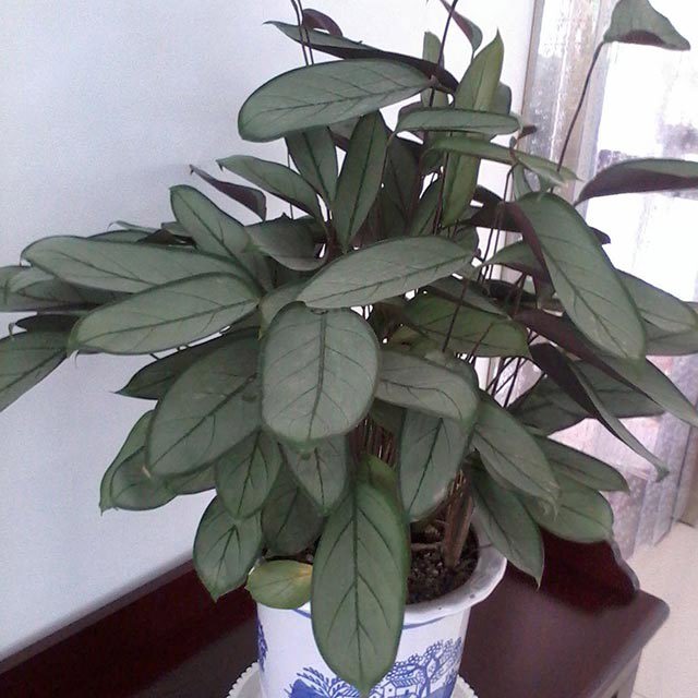Calathea setosa