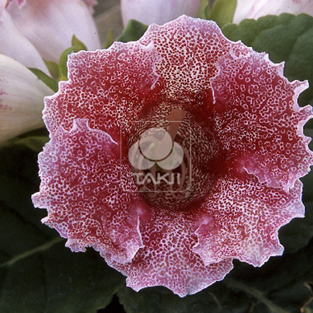 Sinningia speciosa Empress Red Spotted White Powder